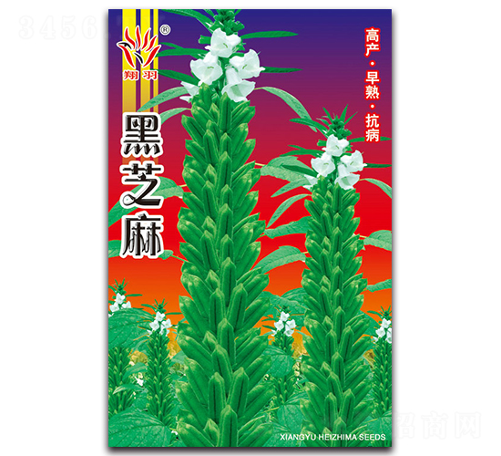 黑芝麻-芝麻種子-京密種業(yè)