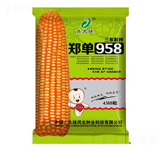 4300粒鄭單958-玉米種子-鑫大綠