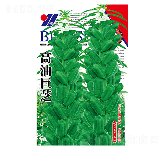 高油巨芝-芝麻種子-邢源農(nóng)業(yè)