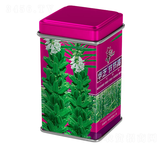 華芝節(jié)節(jié)高-芝麻種子-華一種業(yè)