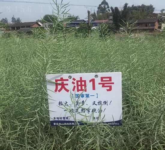 慶油1號(hào)-油菜種子-神農(nóng)科技