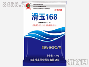 滑玉168（玉米種子）-滑豐