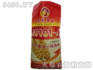 皖西9101-6（小麥種子）-皖農(nóng)種業(yè)