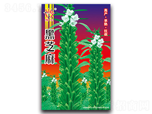 黑芝麻-芝麻種子-京密種業(yè)