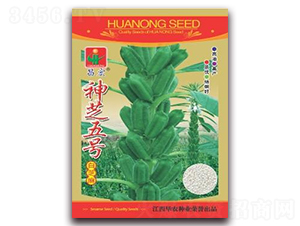 神芝五號-白芝麻種子-華農(nóng)種業(yè)