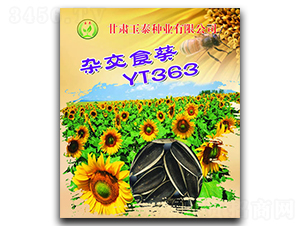 雜交食葵YT363-向日葵種子-玉泰種業(yè)