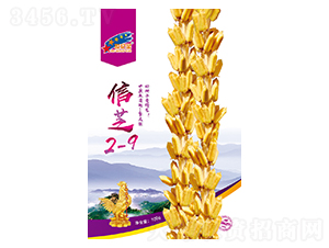 信芝2-9-芝麻種子-華一種業(yè)