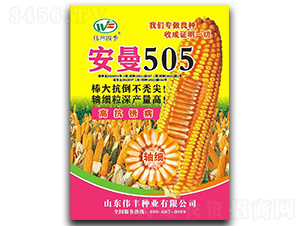 安曼505-玉米種子-偉豐種業(yè)